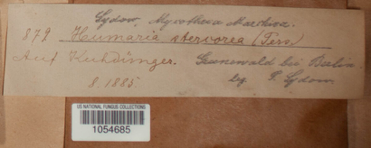 Cheilymenia stercorea image